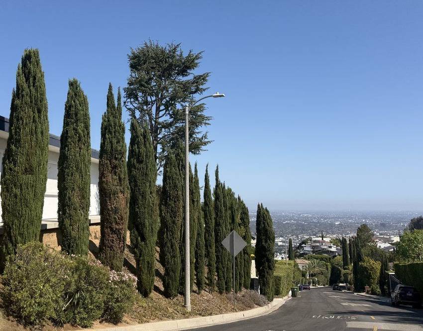 Cypresses on a Mount Olympus ridge with the city beyond