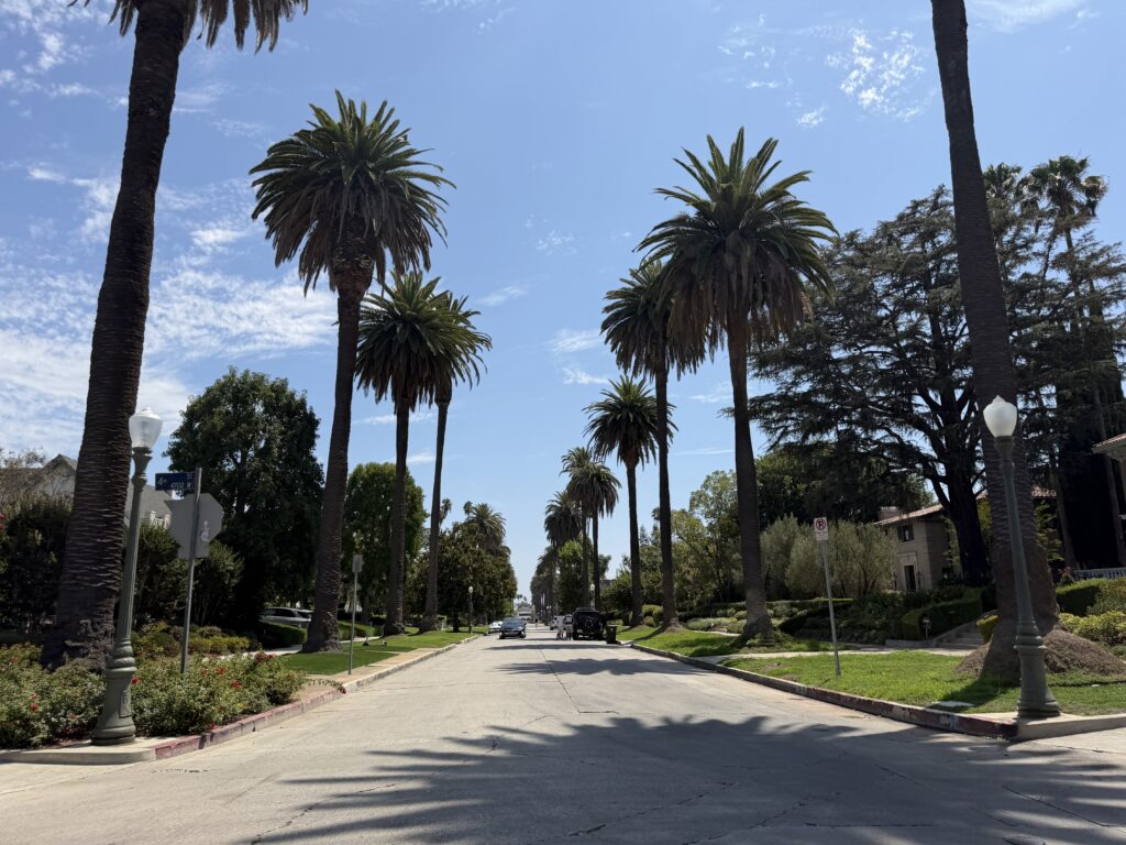 Palm lined street in Windsor Square